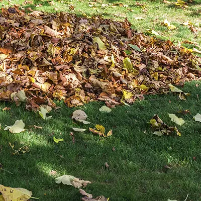 Ramassage des feuilles