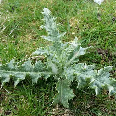 Mause herbe
