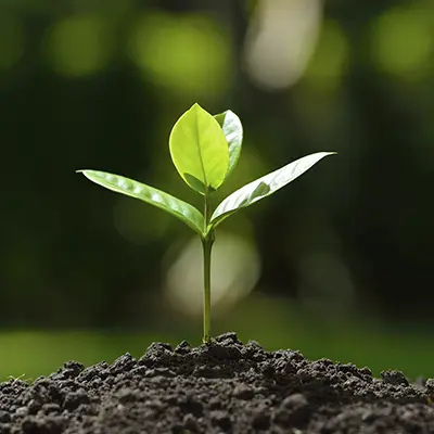 Plantation
