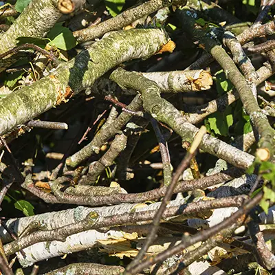 Ramassage des bois morts